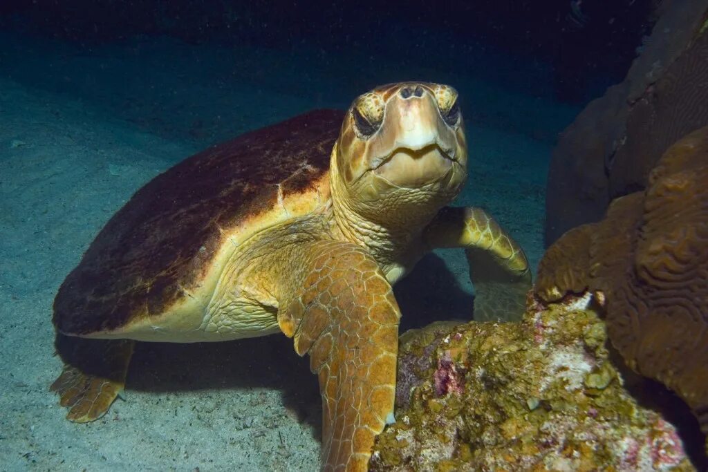 Какие черепахи относятся к морским. Черепаха логгерхед. Черепаха Каретта (логгерхед). Морская черепаха логгерхед. Головастая морская черепаха логгерхед.