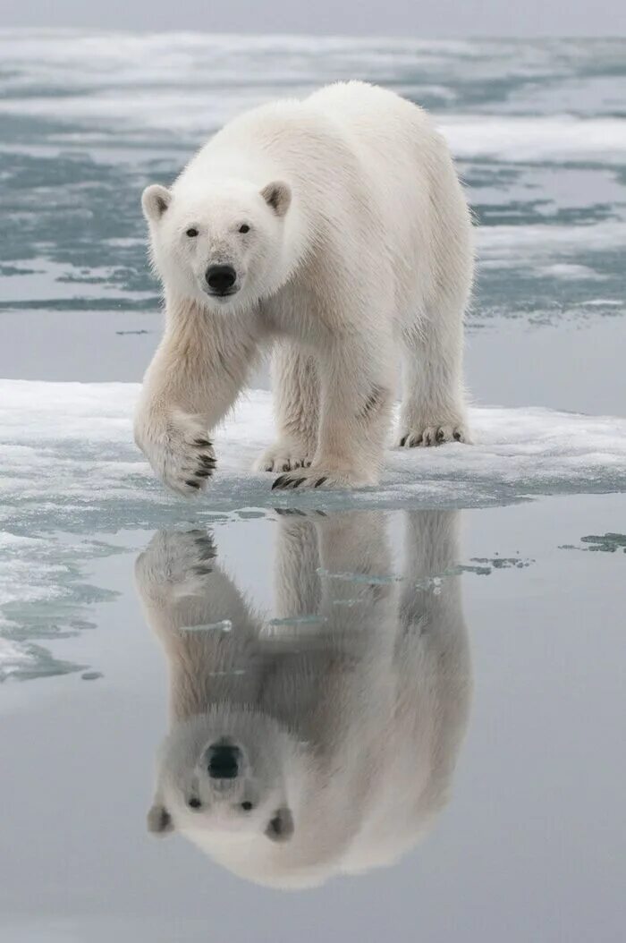 Белый медведь и Полярный медведь. Арктический медведь. Полярный Медвежонок. Белый медведь бежит.