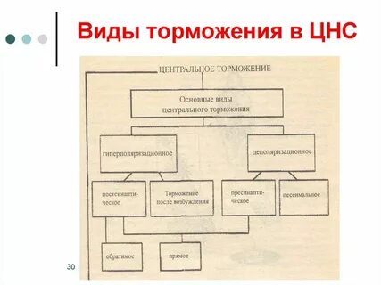 Виды торможения в цнс физиология