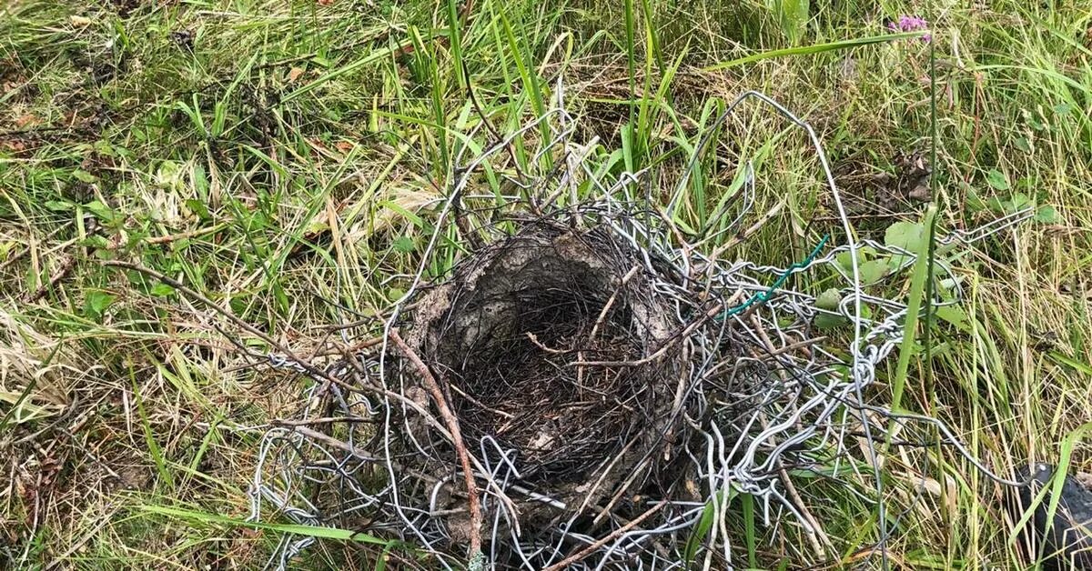 Гнездо вороны воронье гнездо варенье из малины. Недогонов гнездо. Вороньи гнезда. Заброшенные гнезда. Разрушенное гнездо.