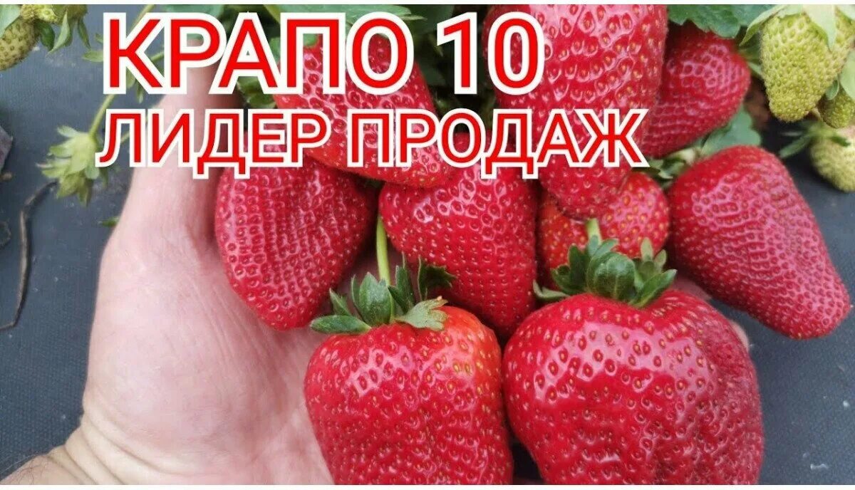 Сорт клубники крапо 10. Клубника сорт Крапо. Клубника ремонтантная Крапо. Земляника сорт Крапо - 10.