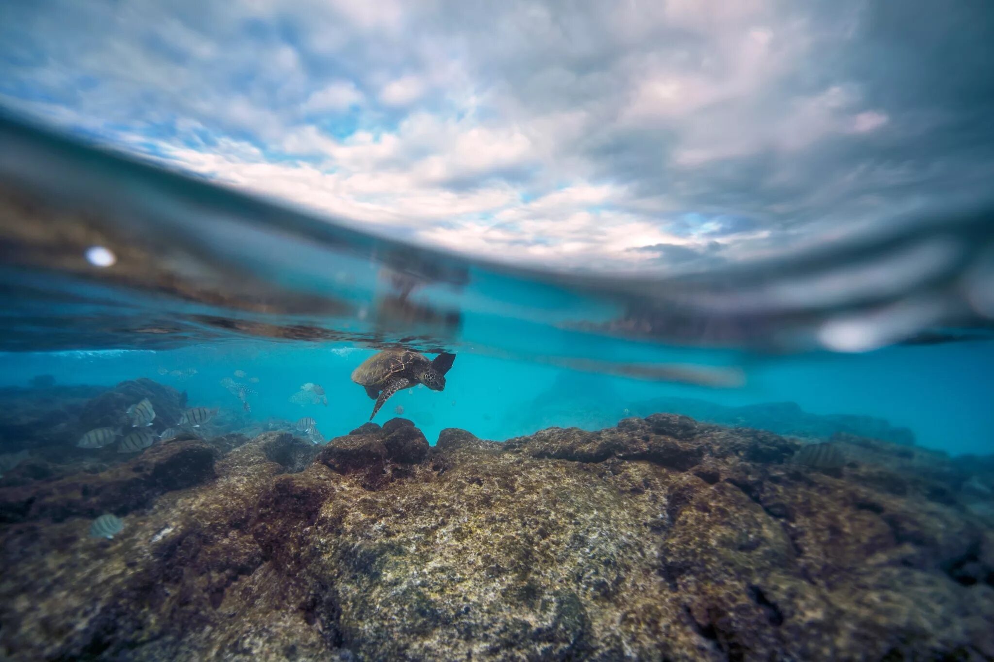 Подводный мир Баренцева моря. Морские глубины. Море под водой. Морское дно. В глубине были видны