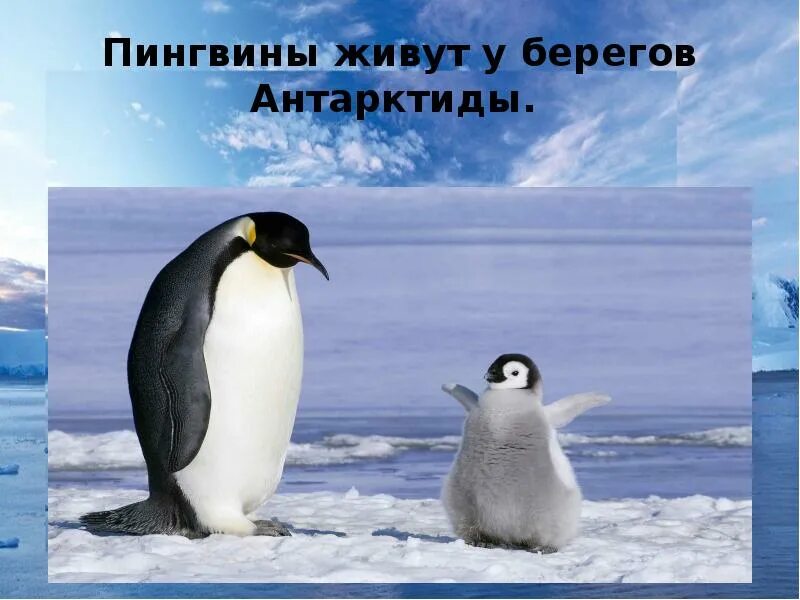 Где живёт Пингвин?. Пингвин на животе. Ндеживут пингвины. Место где живут пингвины.