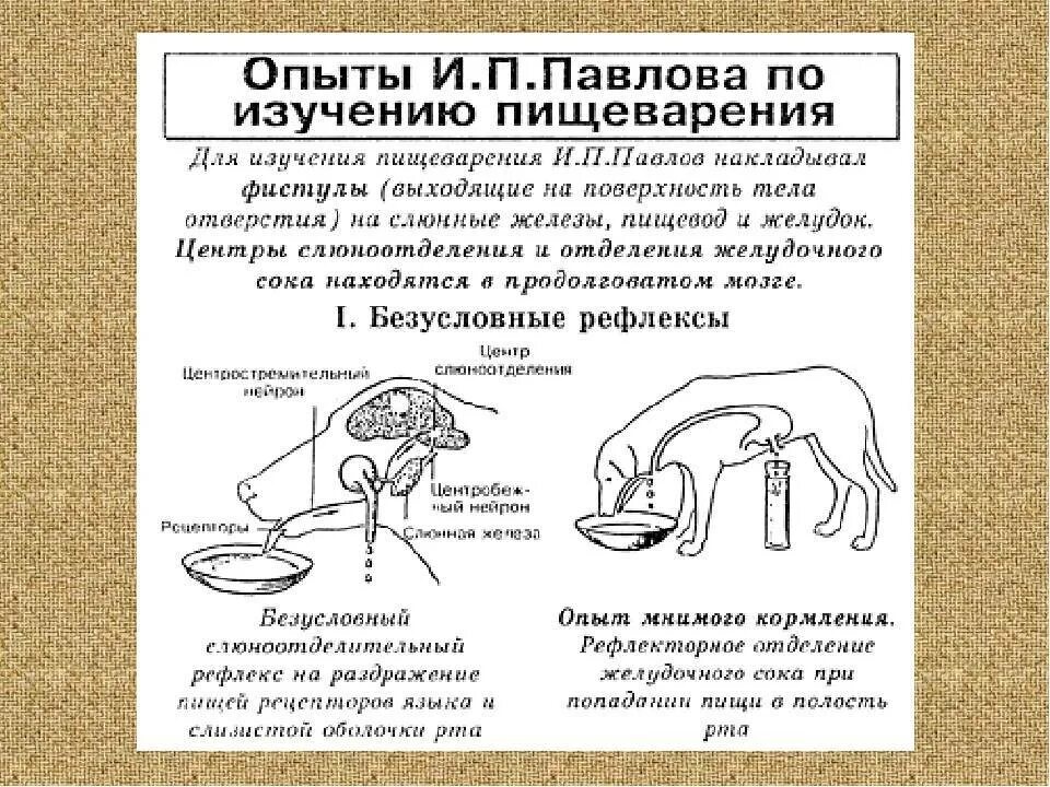 Как называется метод павлова позволивший. Рефлекс собаки Павлова кратко. Павлов эксперимент с собакой рефлексы. Опыт собака Павлова рефлекс.