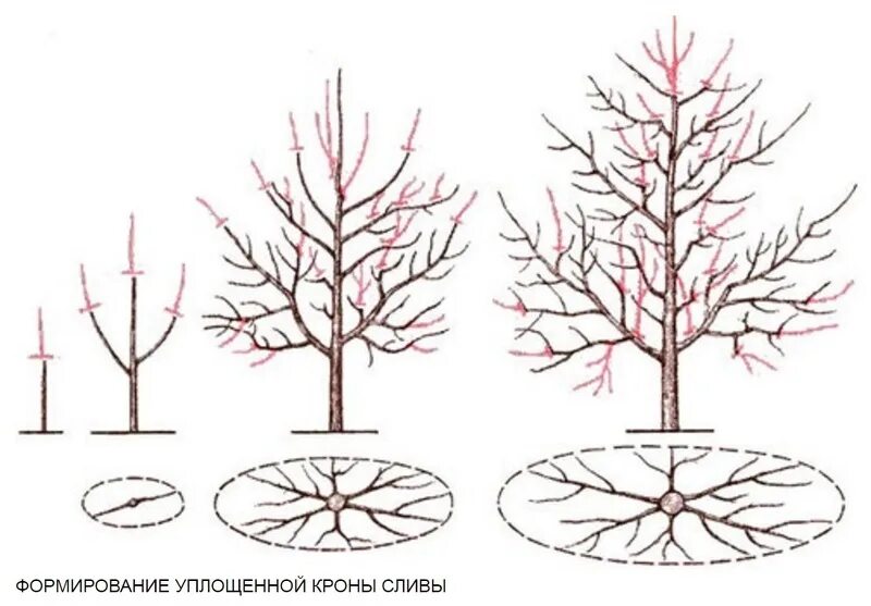 Обрезка молодых яблонь весной. Формирование разреженно-ярусной кроны яблони. Обрезка яблони весной схема. Схема обрезки яблони весной.