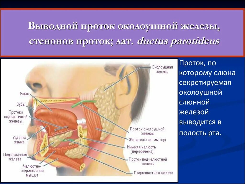 Околоушные подчелюстные железы. Поднижнечелюстные железы проток. Parotideus (стенонов проток). Стенонов и Вартонов проток. Проток околоушной слюнной железы проекция.