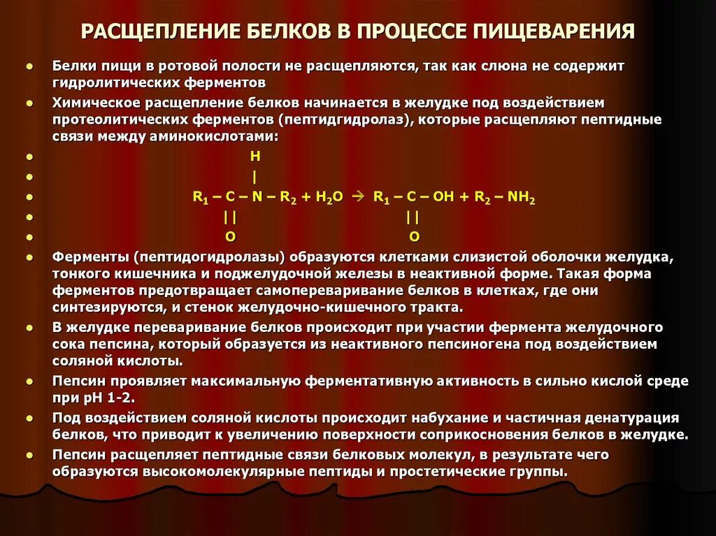 Расщепление белков в процессе пищеварения. Белки расщепляются под влиянием. Расщепление белковтпроисходит. Расчипление белка в ЖКТ. Какой фермент способен расщеплять пептиды