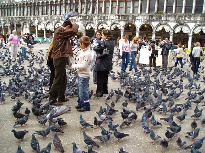 Где много голубых. Много голубей. Васильки низкорослые. Стая голубей. Лед байкала.