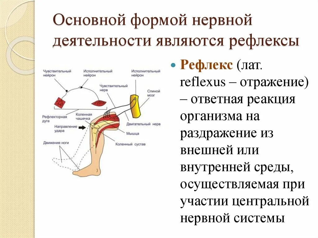 Где находится рефлекс. Рефлекс основная форма нервной деятельности. Рефлекс основная форма нервной деятельности человека. Рефлекс основная форма деятельности нервной системы. Рефлекс как основная форма деятельности нервной системы.