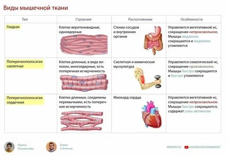 Клетки способны сокращаться
