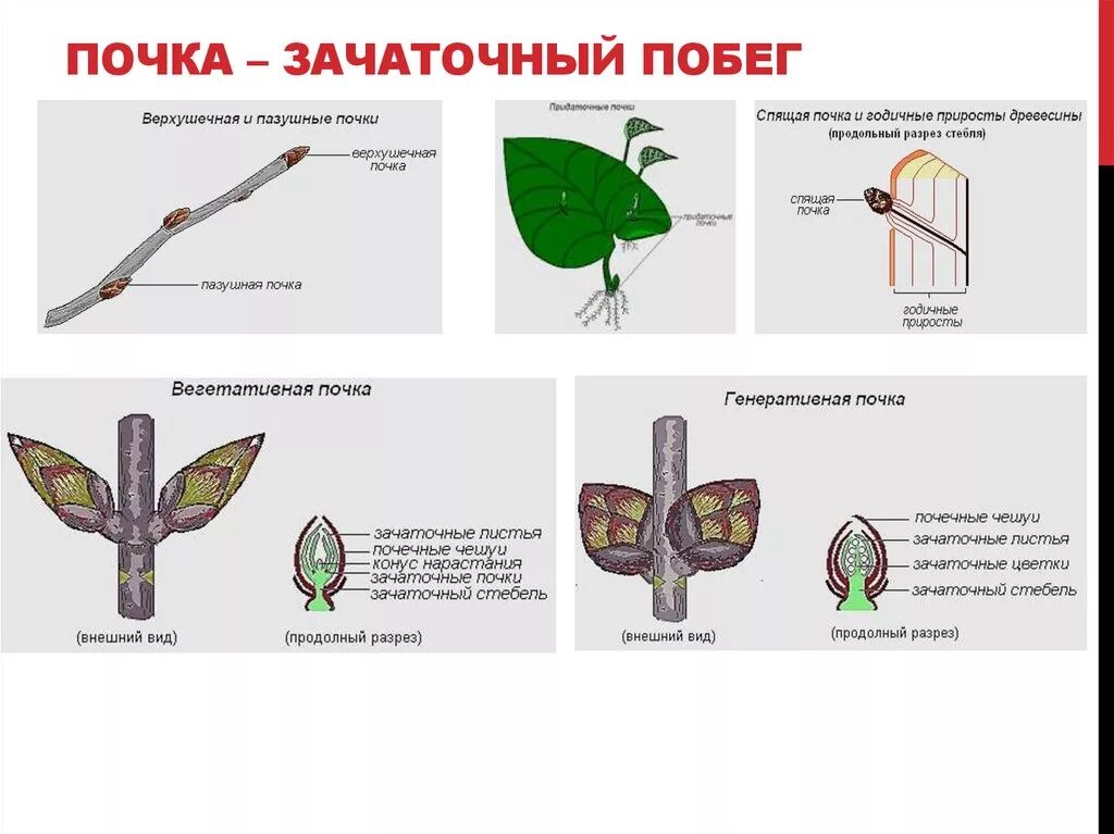 Какую функцию выполняет пазушная почка. Почка растения зачаточный побег. Строение побега зачаточный стебель. Почка зачаточный побег строение. Почка это зачаточный побег.