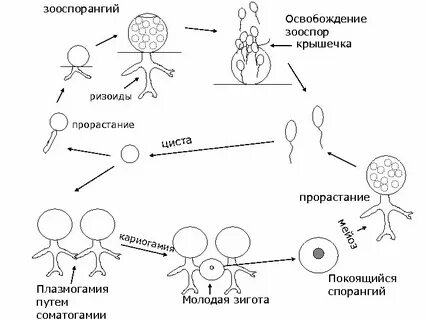 Является подвижной спорой зооспорой
