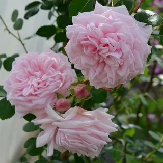 Roses awaken