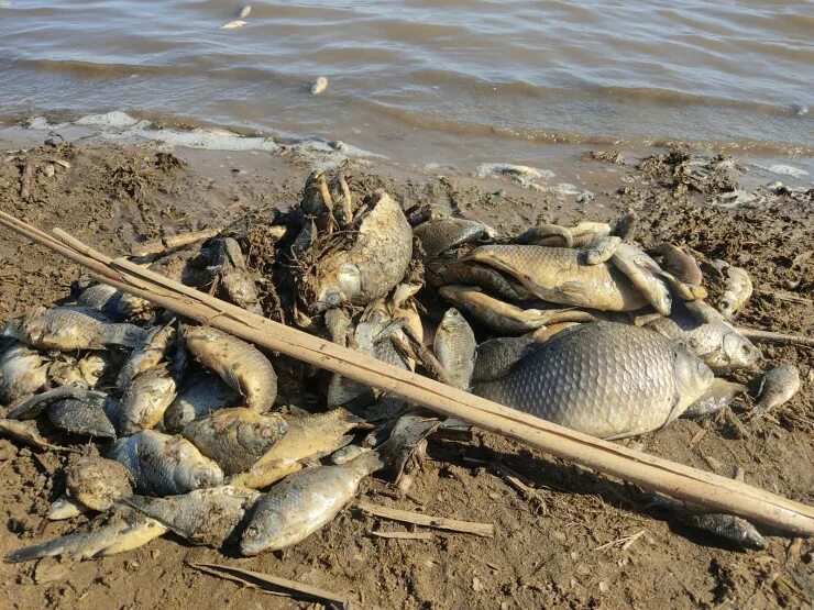 Рыбаки костаная и области. Замор рыбы. Замор рыбы в Астраханской области. Водоемы Забайкалья гибель рыбы.