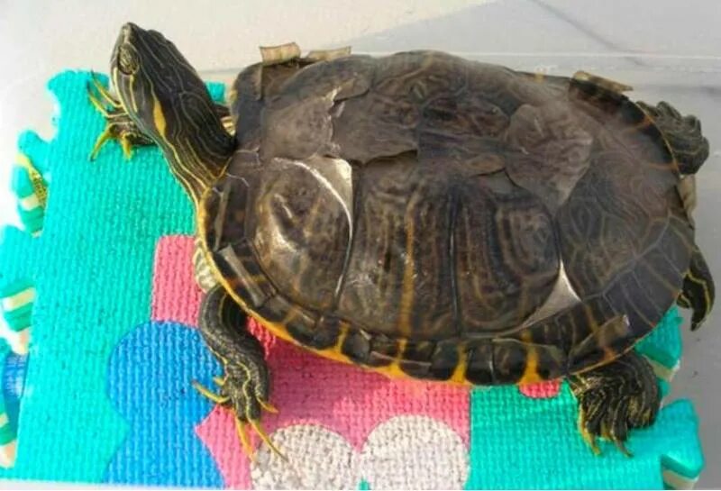 Красноухая черепаха линяет. Красноухая черепаха. Красноухая тортилла. Линька у черепах красноухих. Панцирь красноухой черепахи.