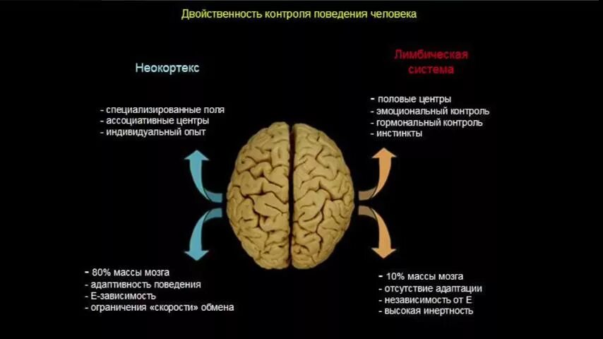 Центр управления мозгом. Мозг управляющего. Управление мозгом. Механизмы мозга управляющего. Книга управление мозгом.