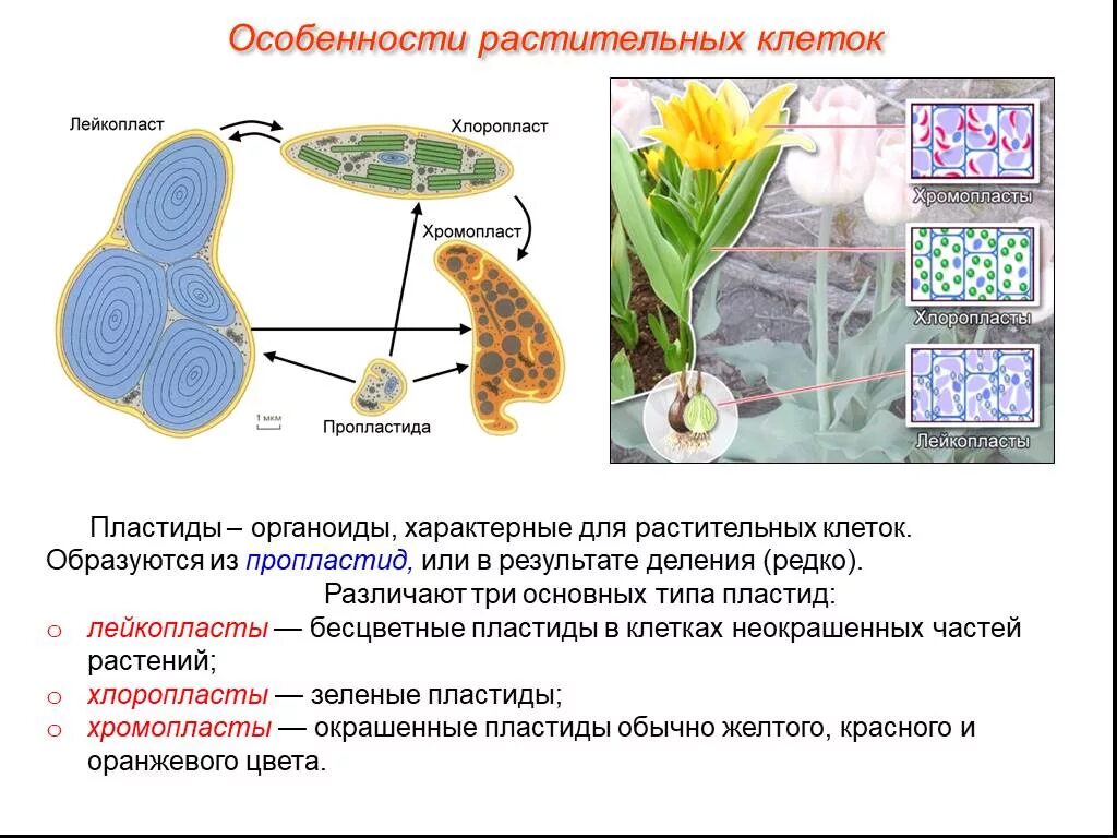 Клетки содержат пластиды растения или бактерии. Пластиды растений строение. Лейкопласты строение. Строение растительной клетки хромопласты. Для растительной клетки характерно.