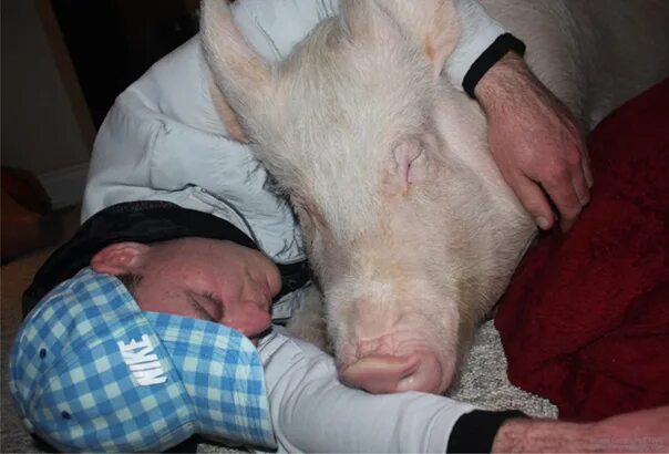 Свинка переболел в детстве. Люди страдающие свинкой.