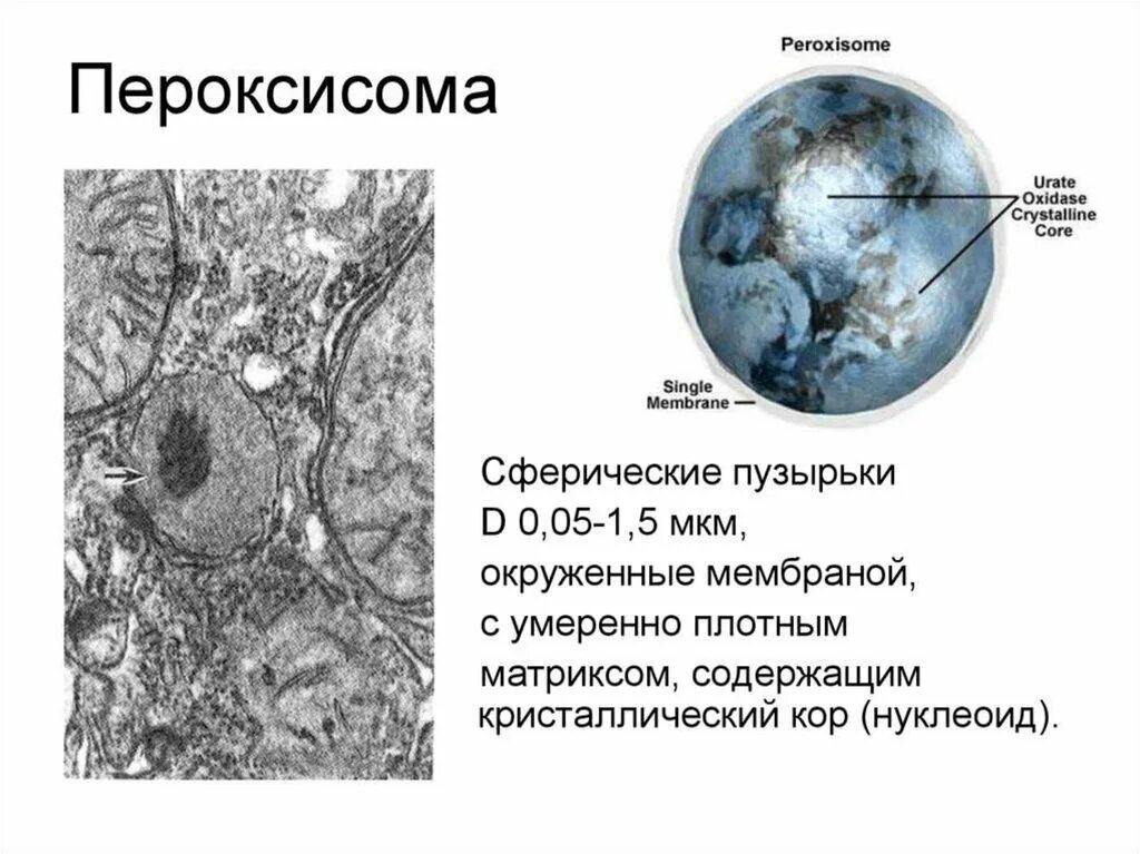 Пероксисомы содержат. Строение клетки пероксисома. пероксисома электронограмма. пероксисомы строение микроскоп. схема строения пероксисомы.