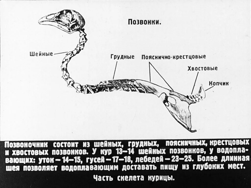 Рассмотрите отделы позвоночника назовите их птицы