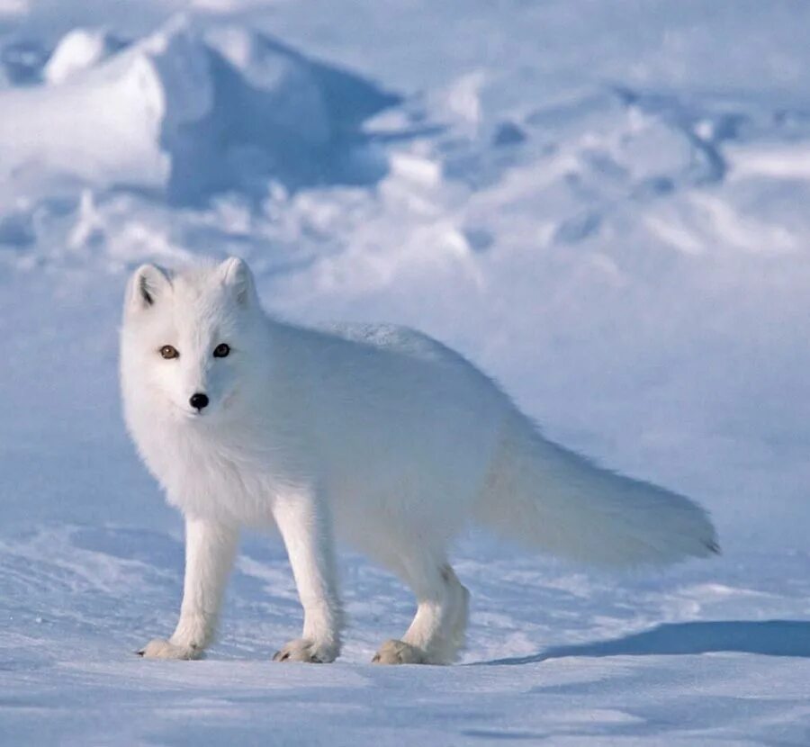 Песец зимой и летом. Тундровый песец. Полярная лисица песец. Песец в Арктике. Голубой песец.
