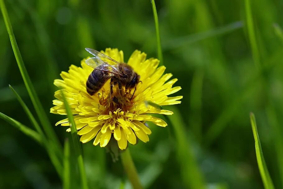 Honey meadow. Осот полевой пчела. Пчела на одуванчике. Опыление одуванчика. Осот огородный и полевой с пчелой.