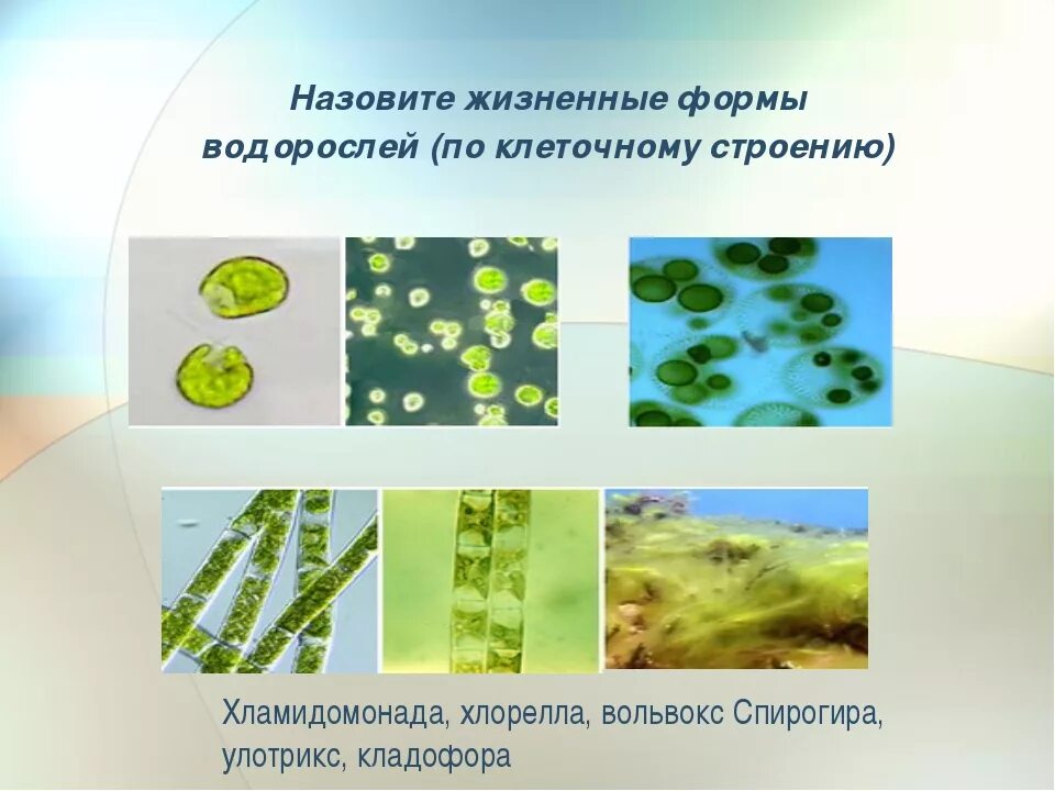Зеленые водоросли спирогира ульва. - хлорелла - хламидомонада - ламинария. Презентация нитчатые зеленые водоросли. Зеленые водоросли улотрикс. Многоклеточные водоросли улотрикс.