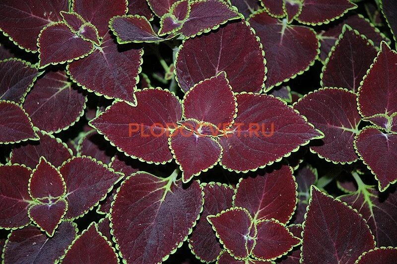 Как называется цветок бордовый лист. Колеус Броад стрит. Колеус Блюме бархат ночи. Колеус бархат ночи. Колеус Мейн стрит.