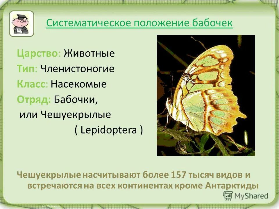 Какую функцию выполняют трахеи у капустной белянки. Бабочка царство Тип класс отряд вид. Систематика бабочки. Систематическое положение бабочки. Классификация бабочек.