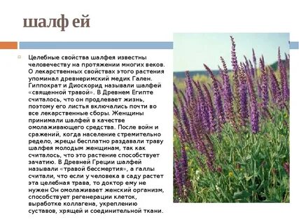 Свойства шалфея