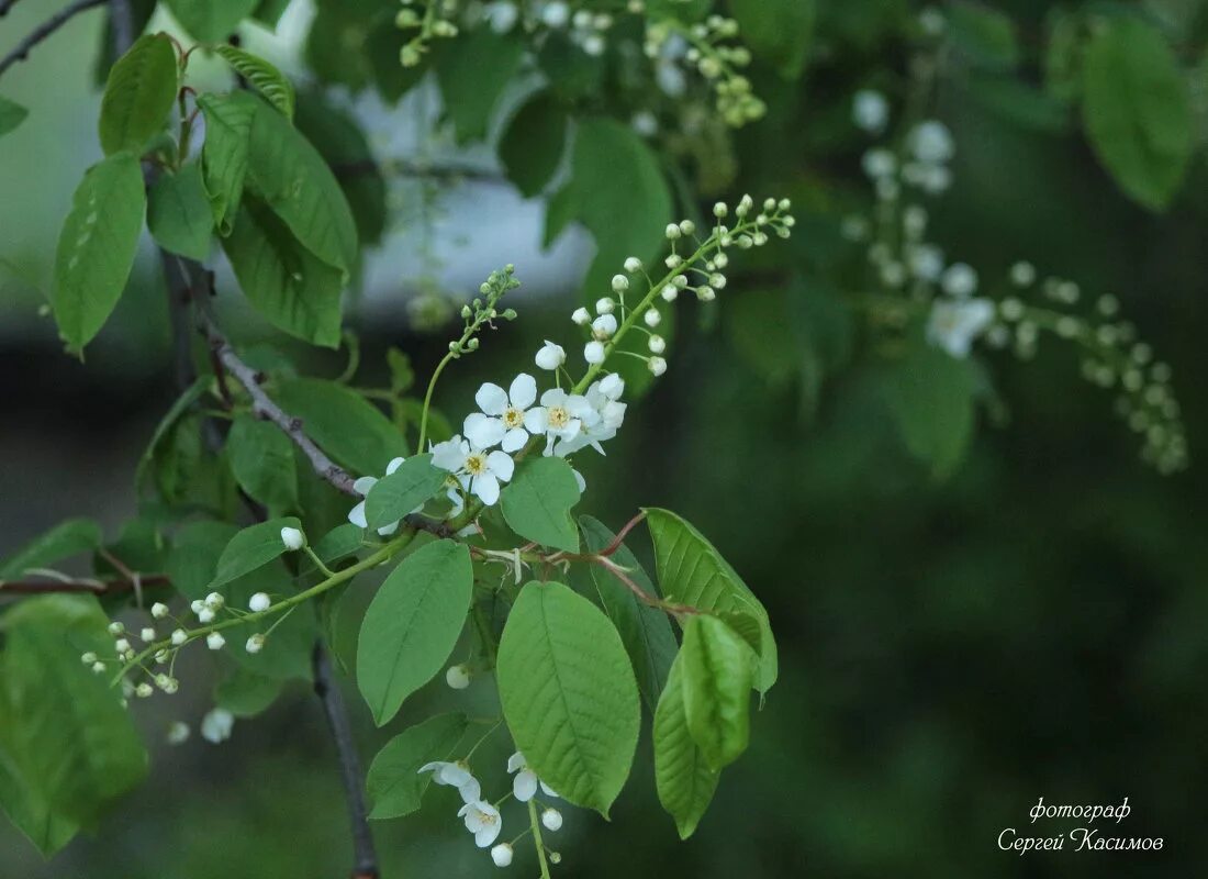 Простой лист у черемухи рябины гороха картофеля. Косточка черемухи фото. Гроздья черемухи. Лекарственные растения шиповник боярышник калина. Корень черемухи обыкновенной.