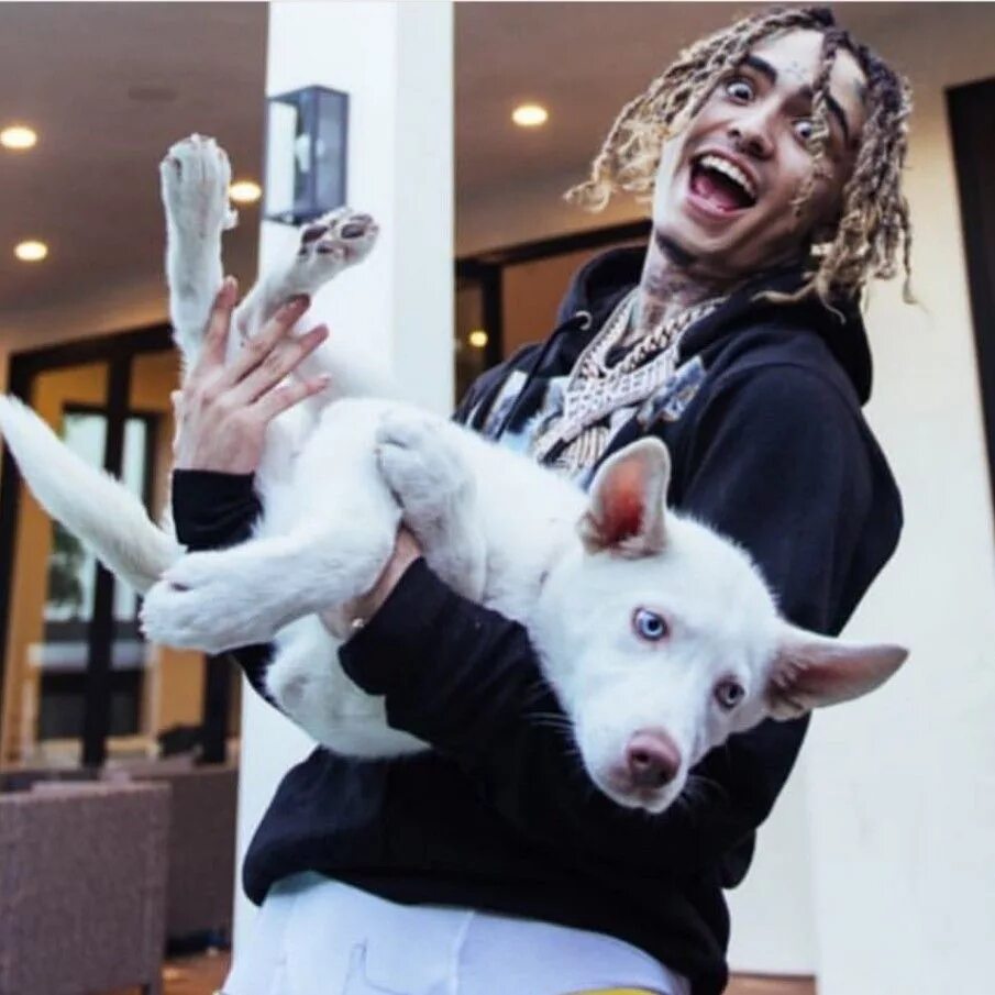 Лил псина. Александр домогаров младший пальма. Лил псина. Lil pump. Собачка лил пампа.