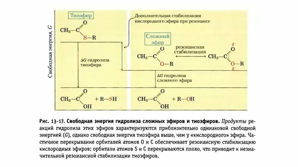 Гидролиз эфиров в щелочной среде. Сложный тиоэфир гидролиз. Щелочной гидролиз сложного тиоэфира. Кислотный гидролиз сложного тиоэфира. Продукты щелочного гидролиза сложного тиоэфира.