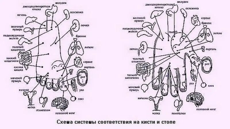 Какому органу соответствует
