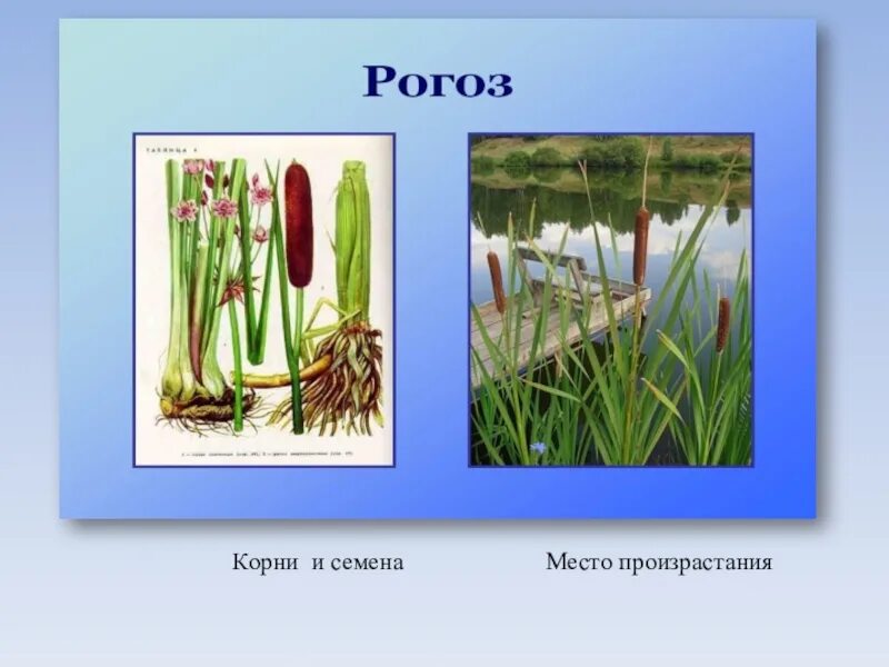 Камыш корневище. Аир болотный (acorus calamus). Рогоз широколистный корень. Корень рогоза. Корни рогоза съедобны.