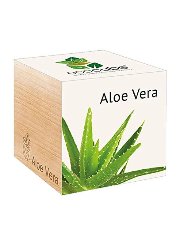 Aloe vera купить. Семена алоэ.