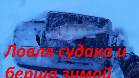 Ловля берша зимой на тюльку