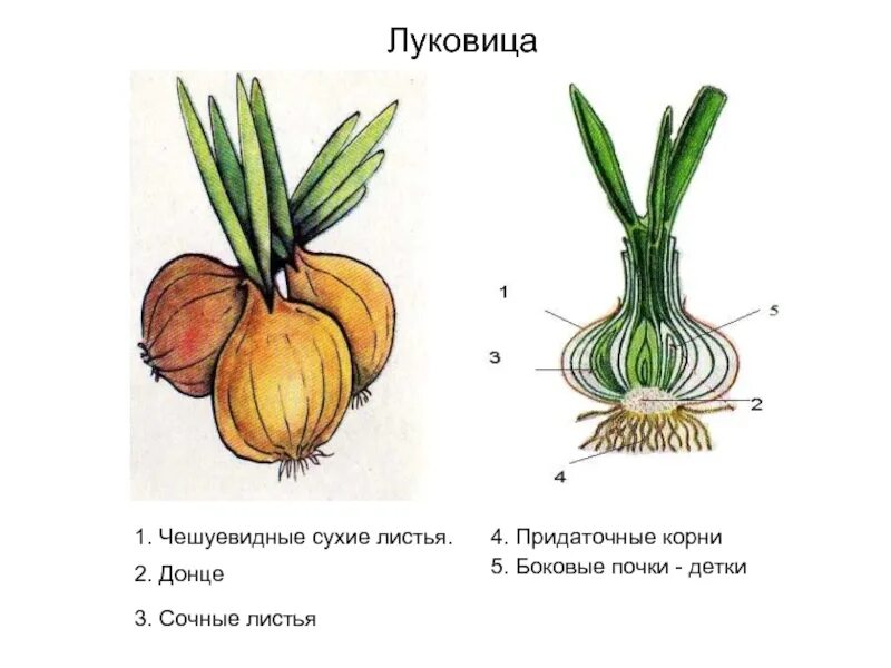 Какие листья у луковицы