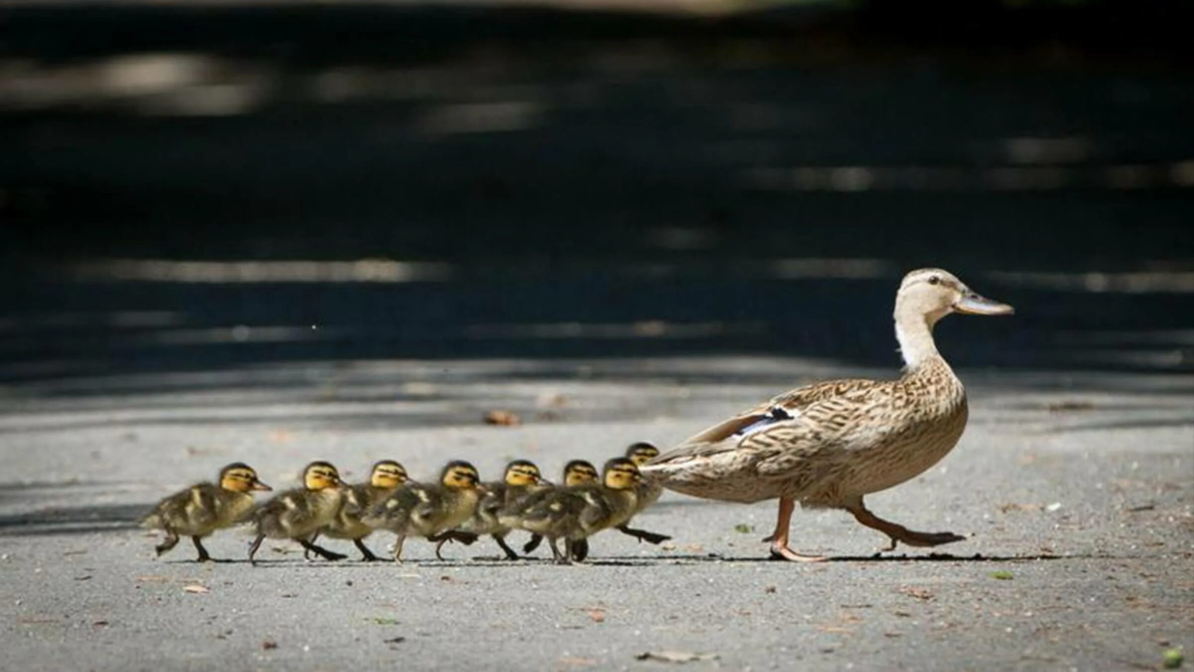 Get ducks. Утенок. Утки в ряд. Утка с утятами. Мама утка и утята.