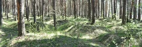 Гнездово курганы