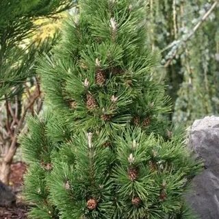 Сосна гном описание и фото