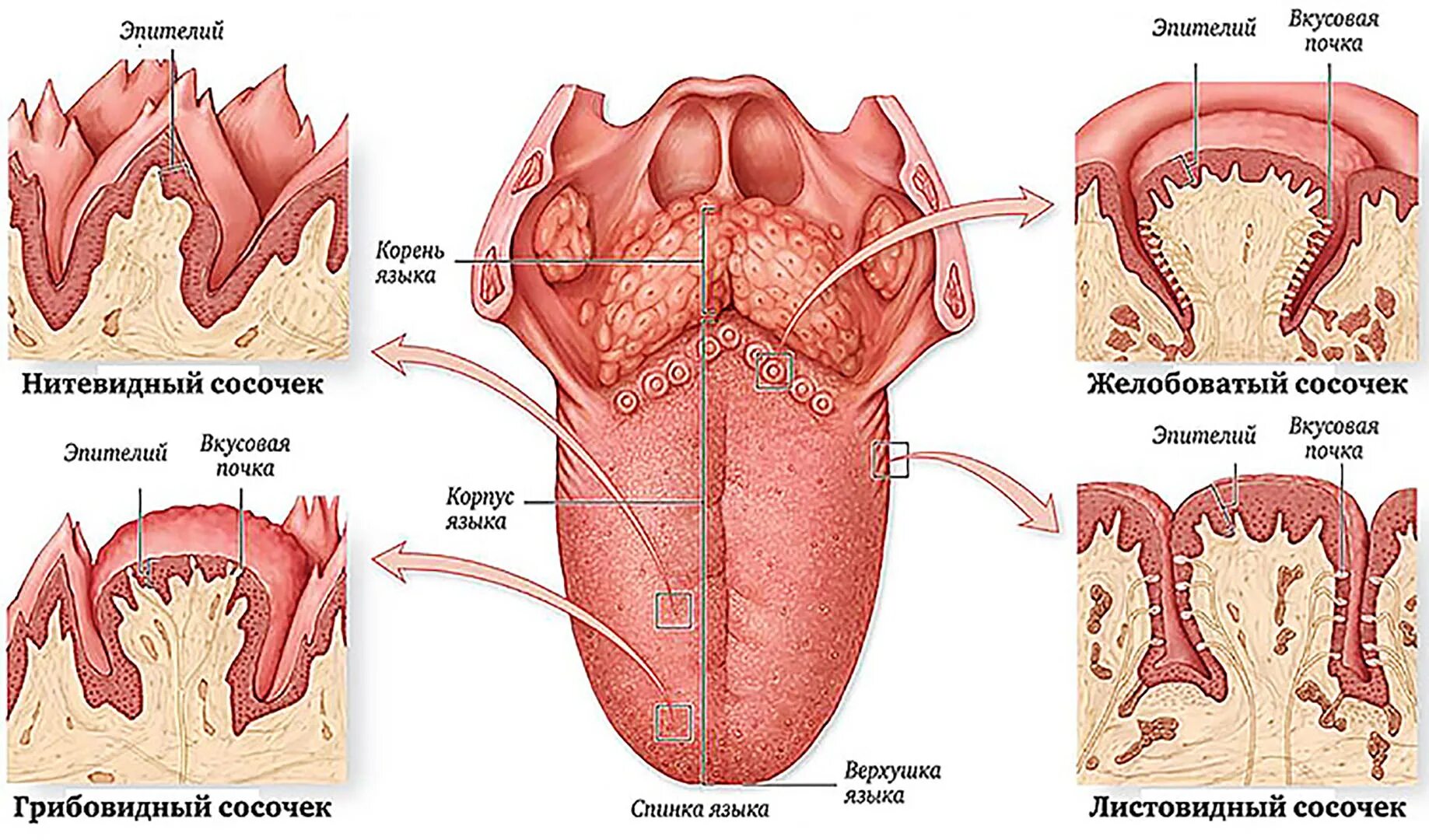 Рецепторы языка анатомия. Расположение сосочков на языке.