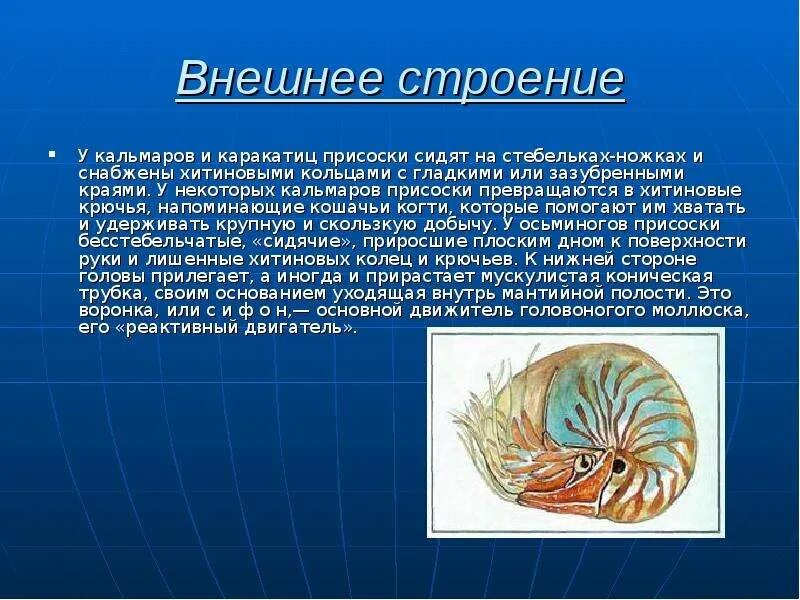 Головоногие моллюски гемолимфа. Покров головоногих моллюсков 7 класс. Строение головоногих моллюсков. Хроматофоры головоногих моллюсков. Моллюски имеют сердце