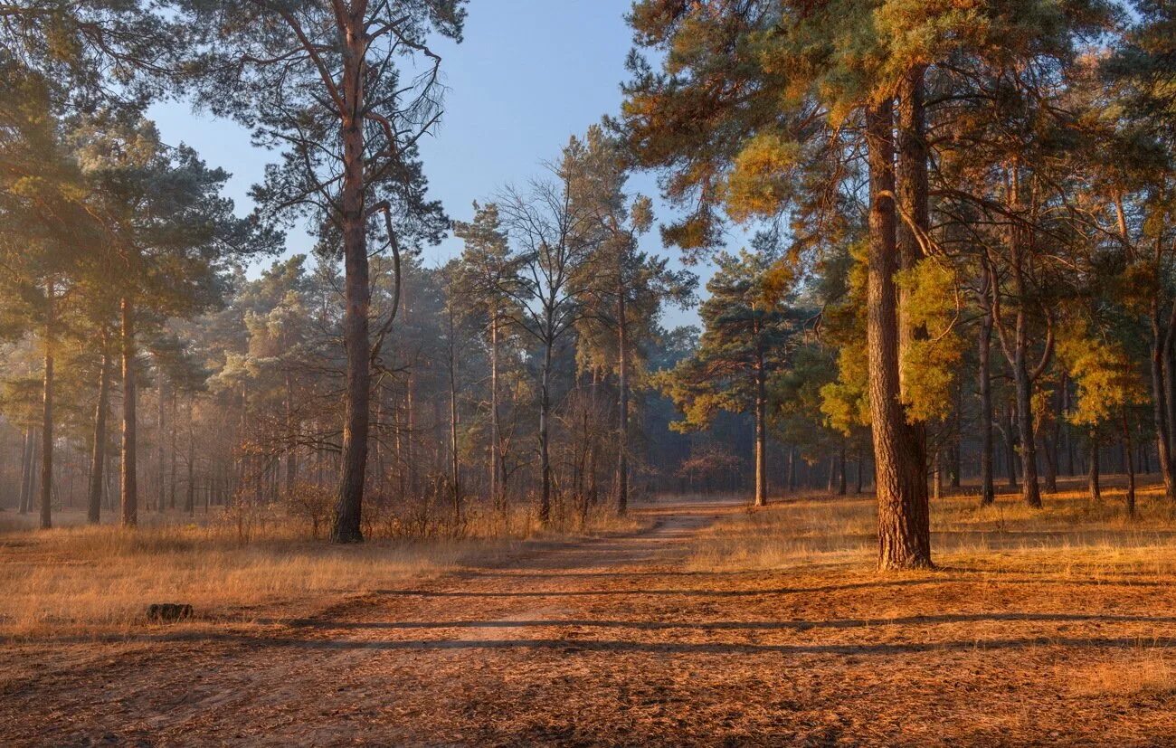 схема больницы сосновая роща калуга. калуга сосновая роща фото. сосновая роща ирбит. сосновая роща калуга телефон. сосновая роща больница.