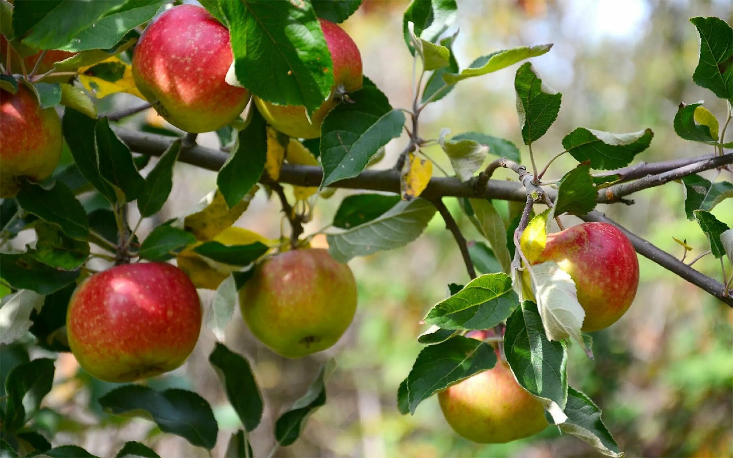 Яблоня малус доместика. Род яблоня – Malus. Яблоня домашняя (Malus domestica). Яблоня домашняя Malus domestica дерево.