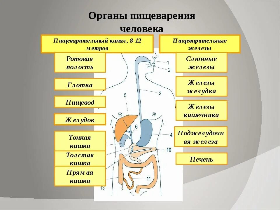 Органы участвующие в пищеварении человека. Органы пищеварительной системы человека. Схема пищеварительной системы человека по порядку. Система органов пищеварения пищеварительный канал схема. Последовательность органов пищеаарительнойсистемы.