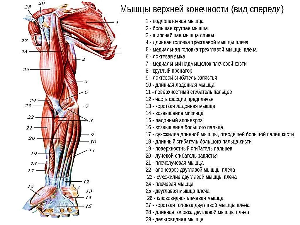 Передняя часть человека. Мышцы верхней конечности вид спереди. Глубокие мышцы верхних конечностей вид спереди. Мышцы свободной верхней конечности анатомия строение. Мышцы верхней конечности анатомия вид спереди.