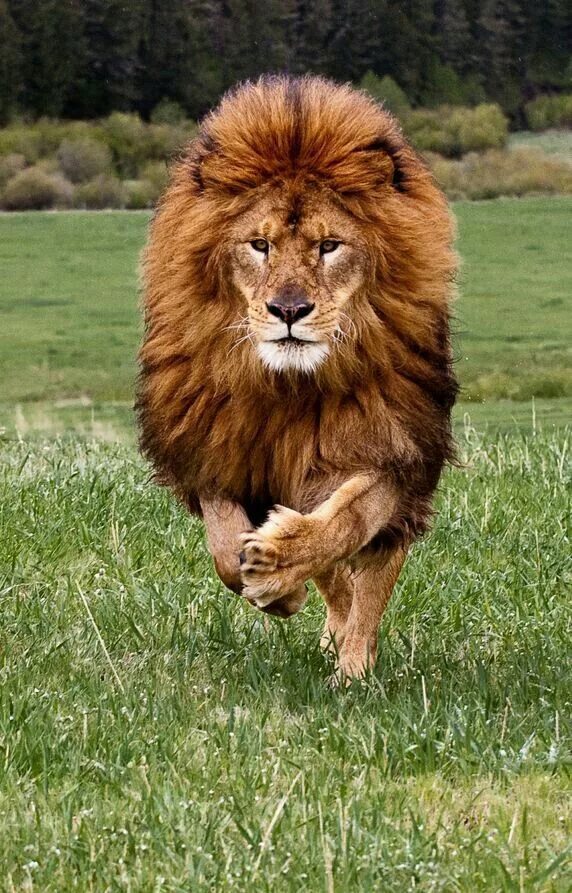 Какие бывают львы фото black lion Melanistic animals, Albino animals, Animals