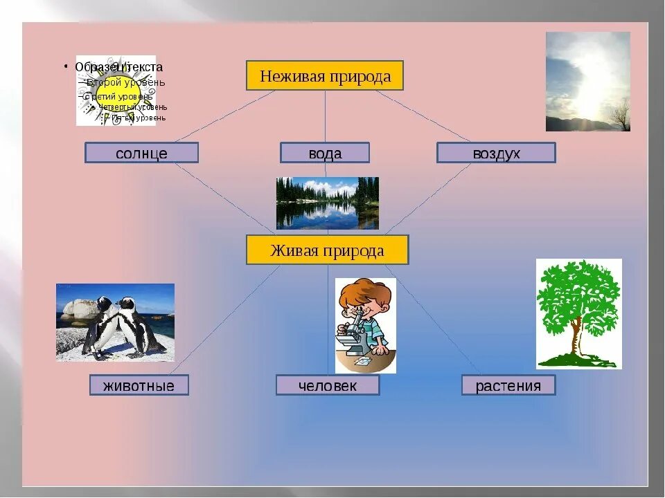 Схема живой и неживой природы 2 класс окружающий мир. Связь между объектами живой и неживой природы схема 2 класс. Связь между живой и неживой природой. Взаимосвязь в природе примеры. Человек природа взаимосвязь пример