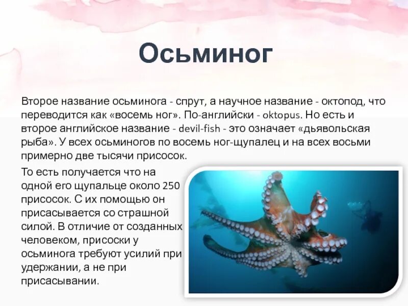 Доклад по осьминогам. Названия Осьминогов. Доклад про осьминога. Осьминог интересная информация для детей.